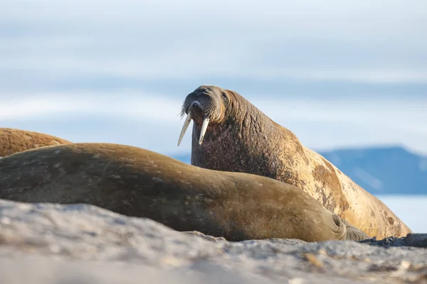 Focas Playa Cerca Del Mar — Foto de Stock