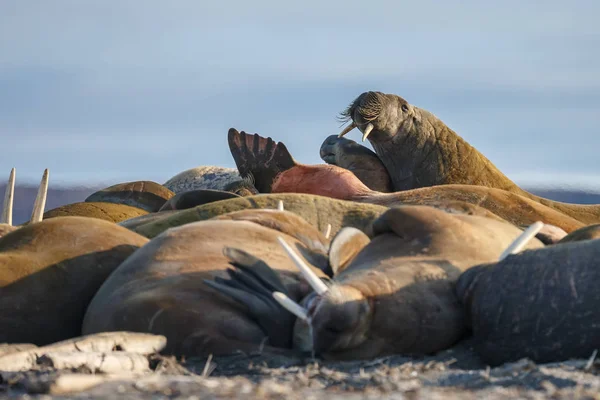 Focas Playa Cerca Del Mar — Foto de Stock