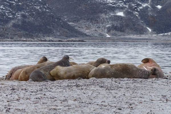 Robben Strand Meeresnähe — Stockfoto