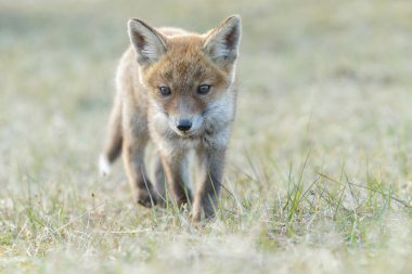 Ormandaki kızıl tilki yavrusu