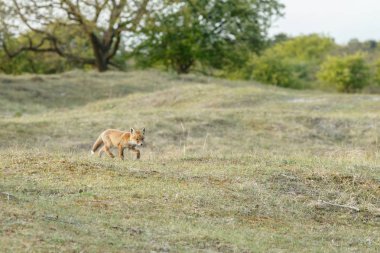 Otların arasında yürüyüş aslan.