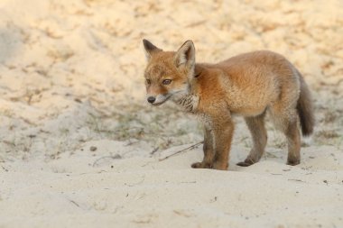 red fox in the sand.