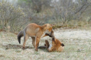 Ormandaki kızıl tilki yavruları