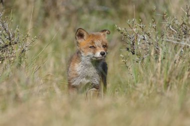 Parktaki kızıl tilki yavrusu