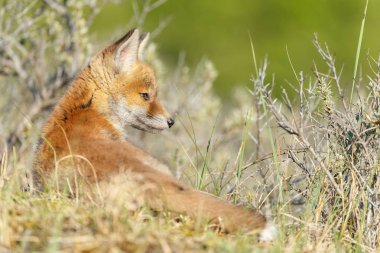 Parktaki kızıl tilki yavrusu