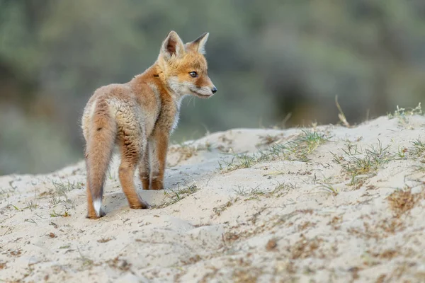 Cub Red Fox Przyrodzie — Zdjęcie stockowe