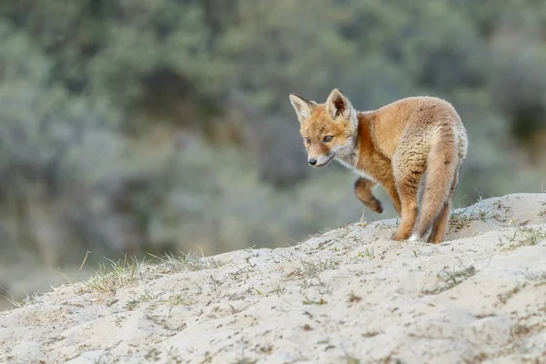 Κόκκινη Αλεπού Cub Στη Φύση — Φωτογραφία Αρχείου