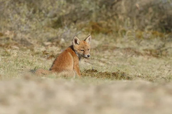 Renard Roux Ourson Sur Herbe — Photo