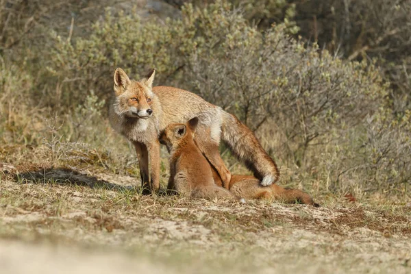 Red Fox Welp Natuur — Stockfoto