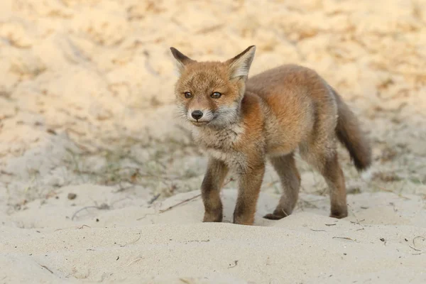 Red Fox Sand — Stock fotografie