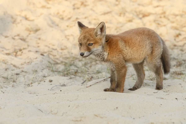 Red Fox Sand — ストック写真