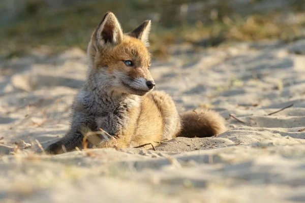 Red Fox Welp Natuur — Stockfoto