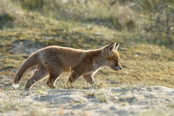 Red Fox Mládě Přírodě — Stock fotografie