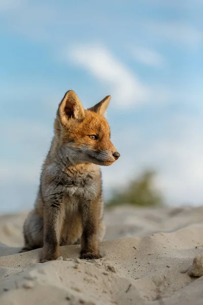 Renard Roux Sur Plage — Photo