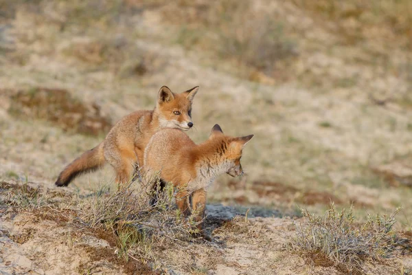 Κόκκινη Αλεπού Στο Έδαφος — Φωτογραφία Αρχείου