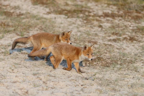 Cucciolo Volpe Rossa Terra — Foto Stock