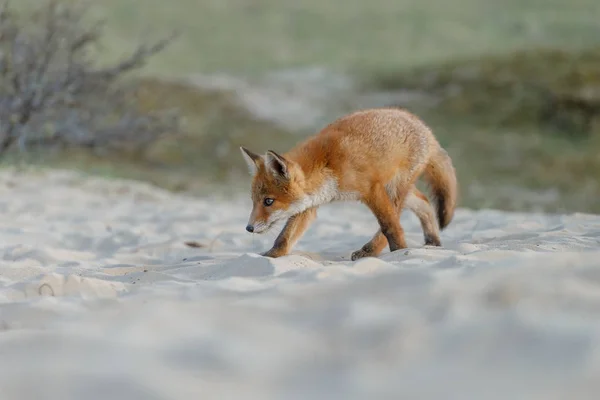 Red Fox Mládě Přírodě — Stock fotografie