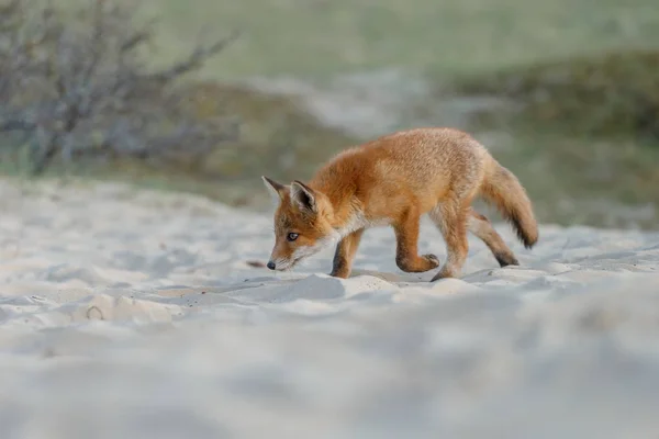 Red Fox Welp Natuur — Stockfoto