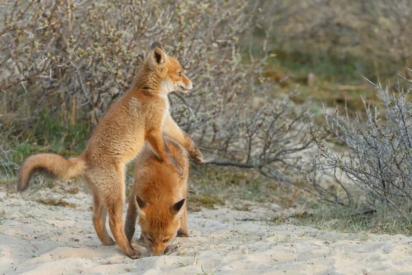 春に自然の中で遊んでいる2匹の赤いキツネの赤ちゃん — ストック写真