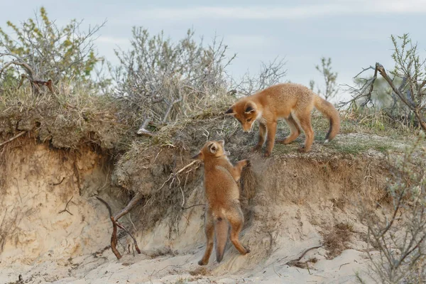 Dois Filhotes Raposa Vermelha Brincando Natureza Primavera — Fotografia de Stock