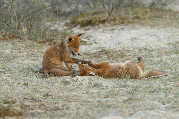 春に自然の中で遊んでいる2匹の赤いキツネの赤ちゃん — ストック写真