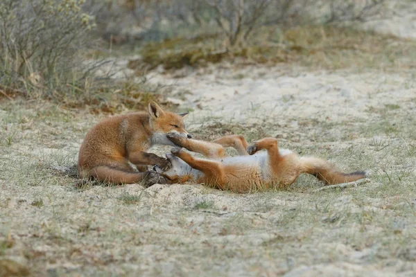 春に自然の中で遊んでいる2匹の赤いキツネの赤ちゃん — ストック写真