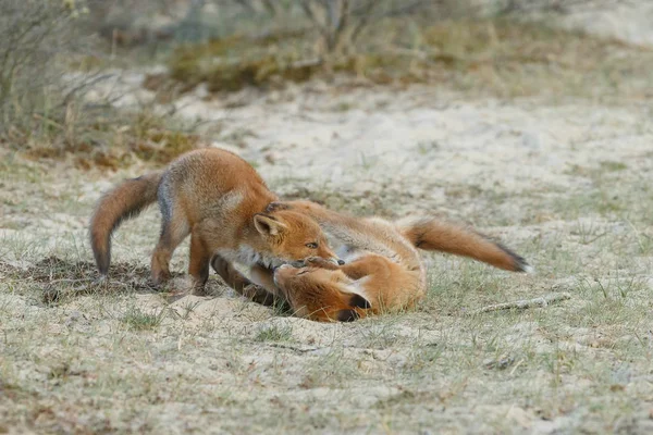 Red Fox Cubs Forest — Stock Photo, Image