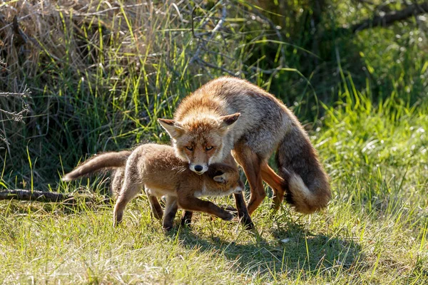 Rehe Gras — Stockfoto