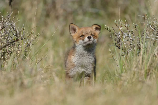 Red Fox Cub Park — Stock Photo, Image