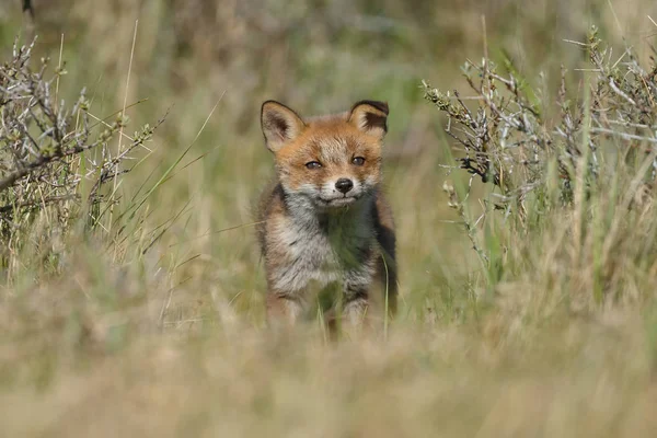 Red Fox Cub Nature Nature Sunny Day — Stock Photo, Image