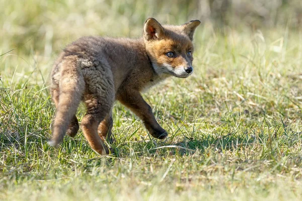 Rotfuchsjunges Gras — Stockfoto