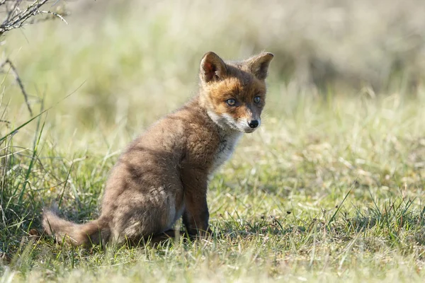 草丛中的小红狐 — 图库照片