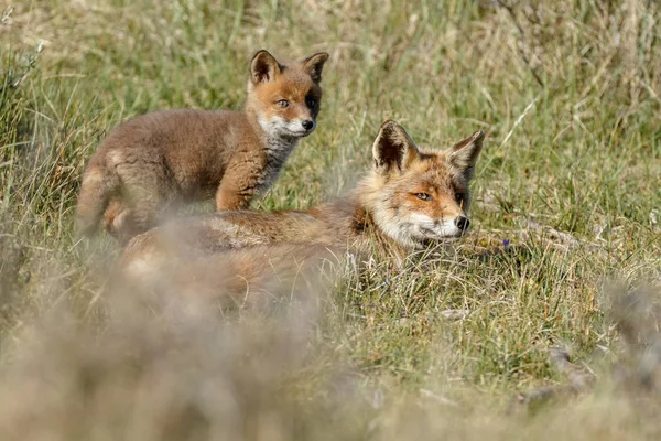 Red Fox Cub Dan Ibu Saat Iintim Dan Memeluk — Stok Foto