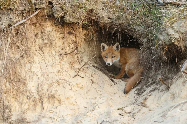 Bebe Renard Images Libres De Droit Photos De Bebe Renard Depositphotos