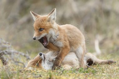 Doğada ilk kez ilkbaharda kızıl tilki yavruları