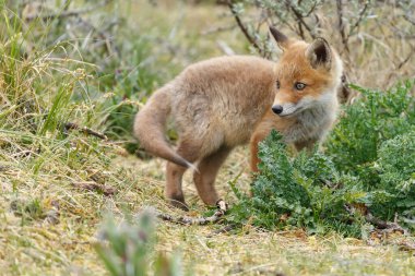 Doğada ilk kez ilkbaharda kızıl tilki yavrusu
