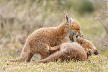 Doğada ilk kez ilkbaharda kızıl tilki yavruları