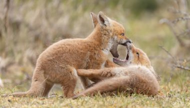 Doğada ilk kez ilkbaharda kızıl tilki yavruları