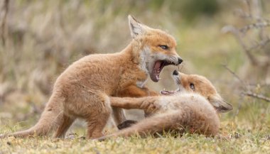 Doğada ilk kez ilkbaharda kızıl tilki yavruları