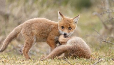 Doğada ilk kez ilkbaharda kızıl tilki yavruları
