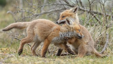 Doğada ilk kez ilkbaharda kızıl tilki yavruları