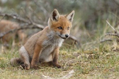 Doğada ilk kez ilkbaharda kızıl tilki yavrusu