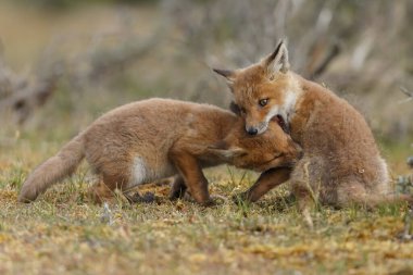İlkbaharda kızıl tilkiler doğada oynuyorlar.