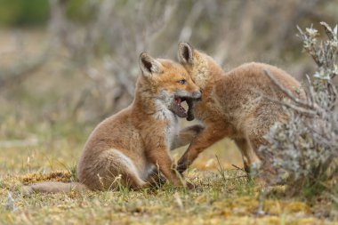 İlkbaharda kızıl tilkiler doğada oynuyorlar.
