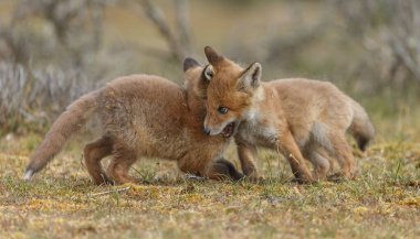 İlkbaharda kızıl tilkiler doğada oynuyorlar.