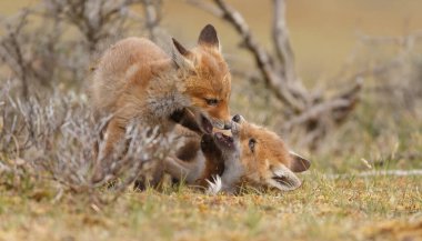 İlkbaharda kızıl tilkiler doğada oynuyorlar.