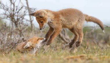 Doğada ilk kez ilkbaharda kızıl tilki yavruları