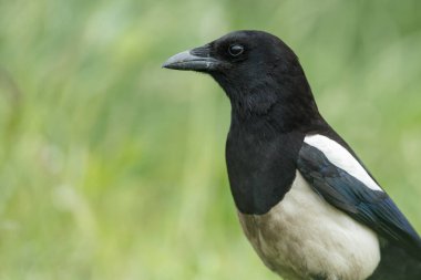 Kukuletalı karga (Corvus cornix) doğada 