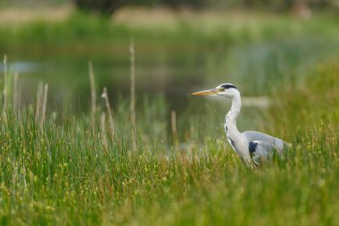 Yeşil bir arazide Büyük Akbalıkçıl, yaklaş. 