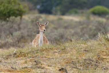 tarlada düşen geyik